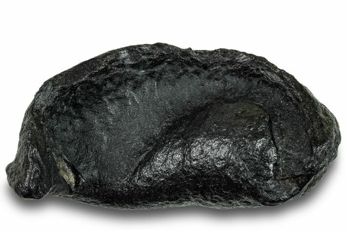 Fossil Whale Ear Bone - South Carolina #251680